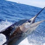 miami-sailfish-1-lg-1.jpg